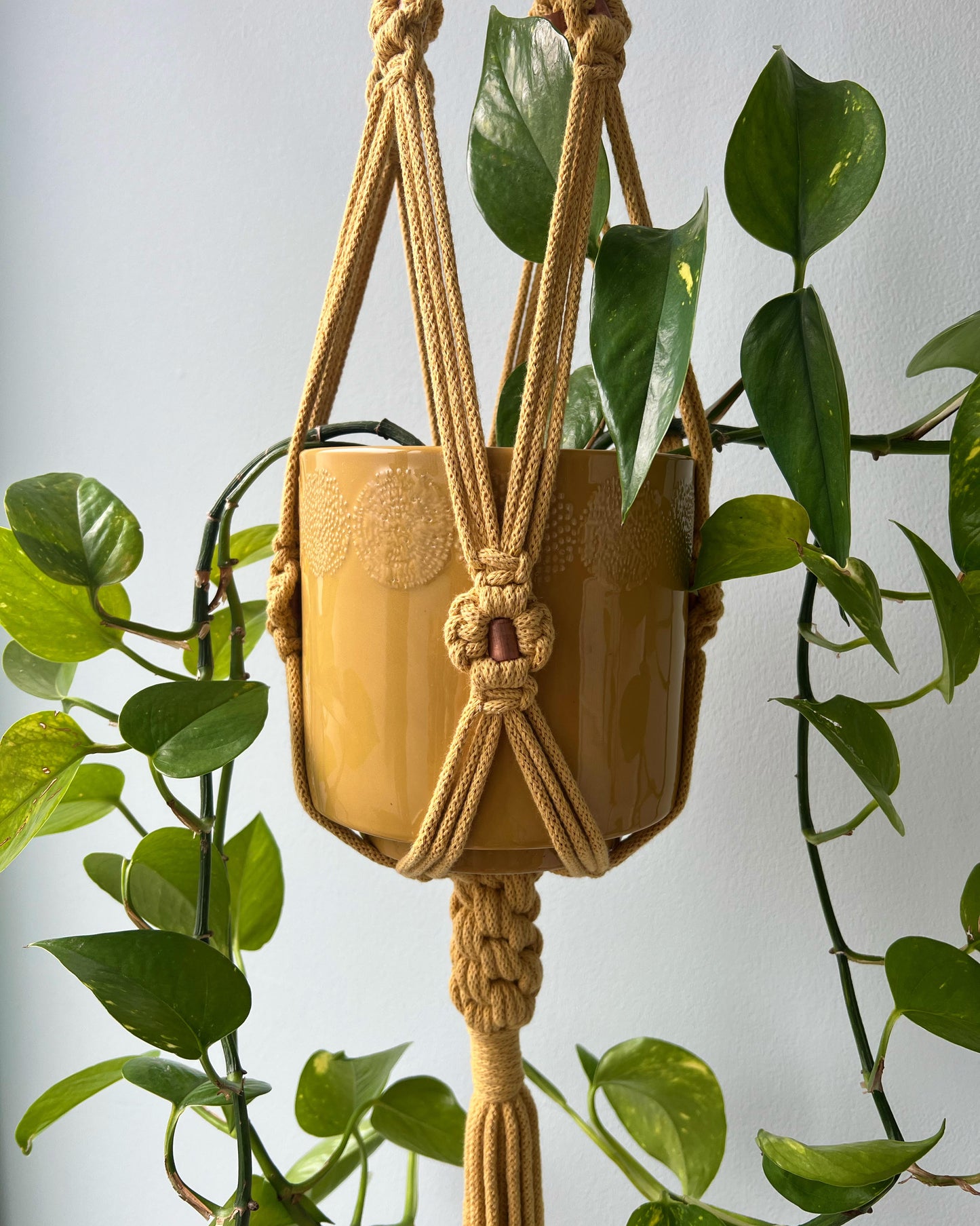 ASTRL Fibres Macramé Plant Hanger Belfast 